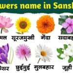 Flowers Name in Sanskrit